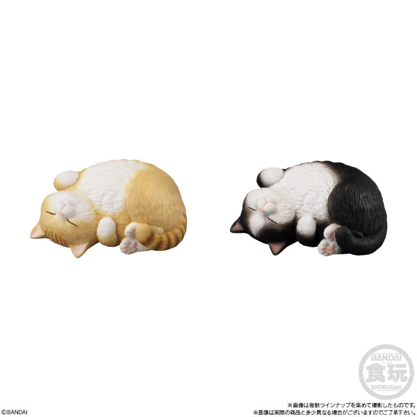 MOCCHIRI KORORIN ♪ CAT W/O GUM (set of 8) 貓